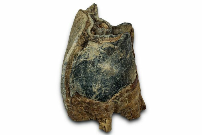 Fossil Woolly Rhino (Coelodonta) Tooth Crown - Siberia #330936